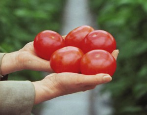 Вредны ли помидоры?