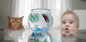 Вреден ли аквариум?