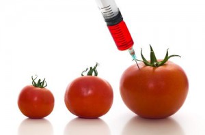 Чем вредны ГМО?