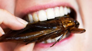 Вредны ли тараканы?