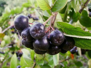 Польза и вред черноплодной рябины